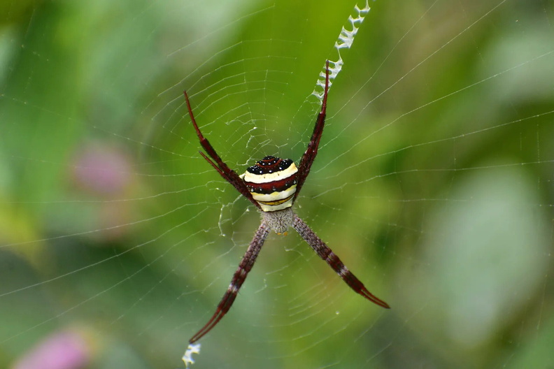 St Andrew’s Cross Spider (Argiope aetherea) Assam, India